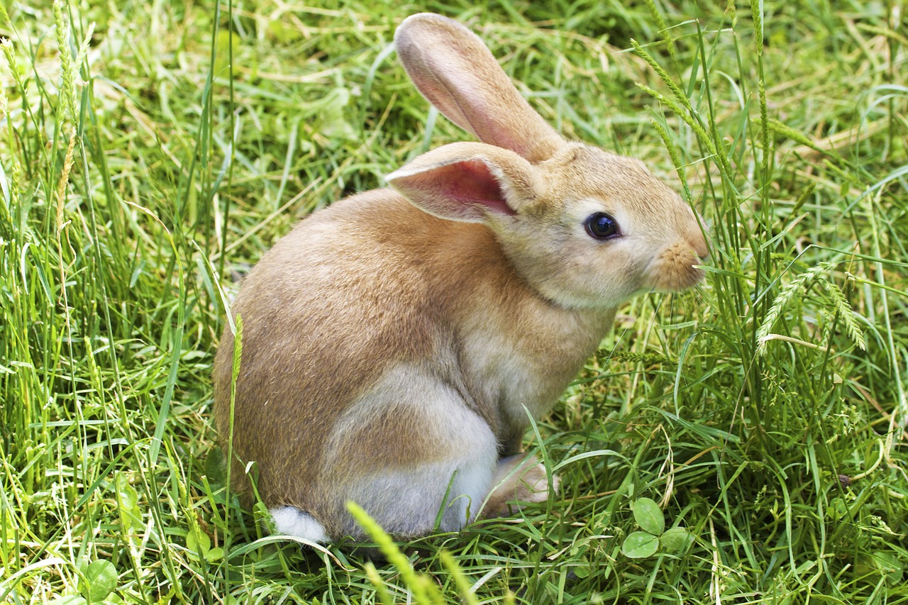 Image - bunny rabbit easter grass cute