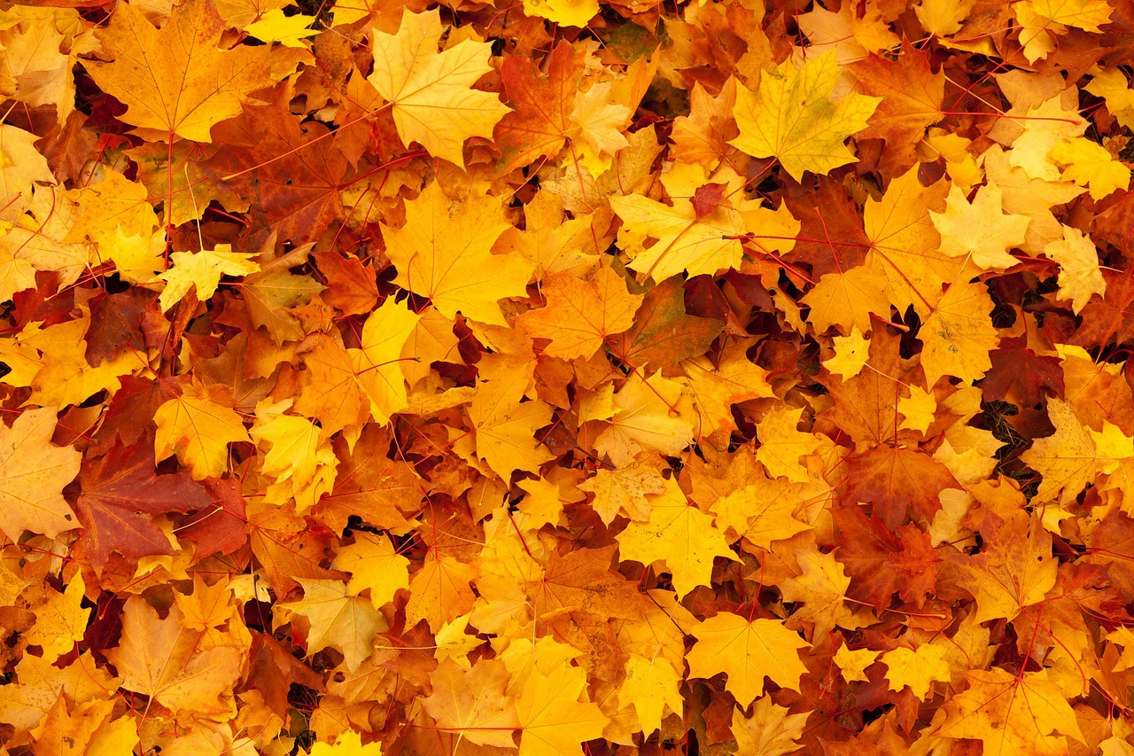 Image - autumn background color fall