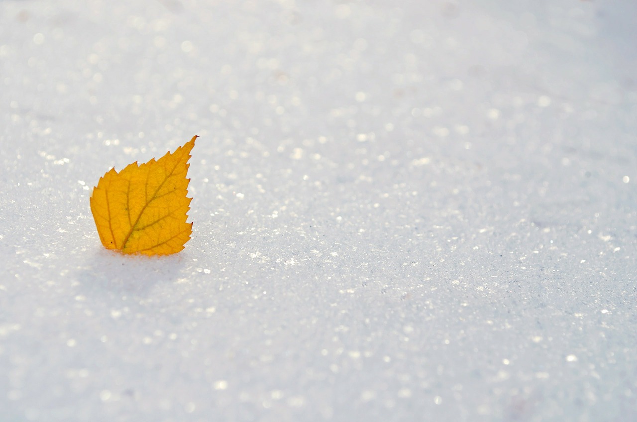 Image - yellow leaf snow seasons winter
