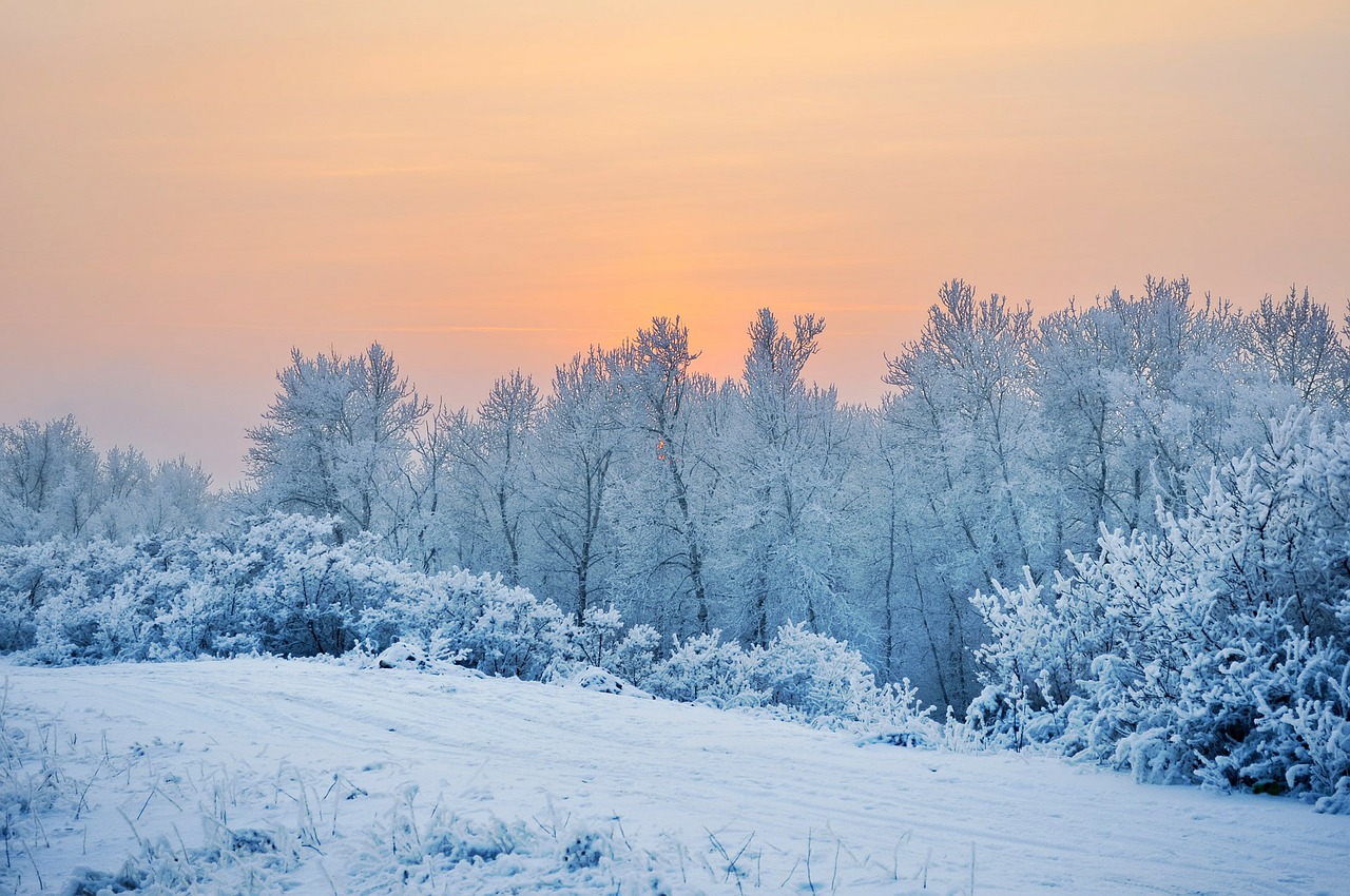 Image - snow winter landscape branches