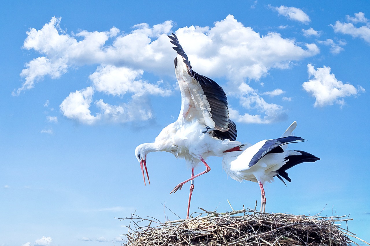 Image - stork bird animal fly white stork