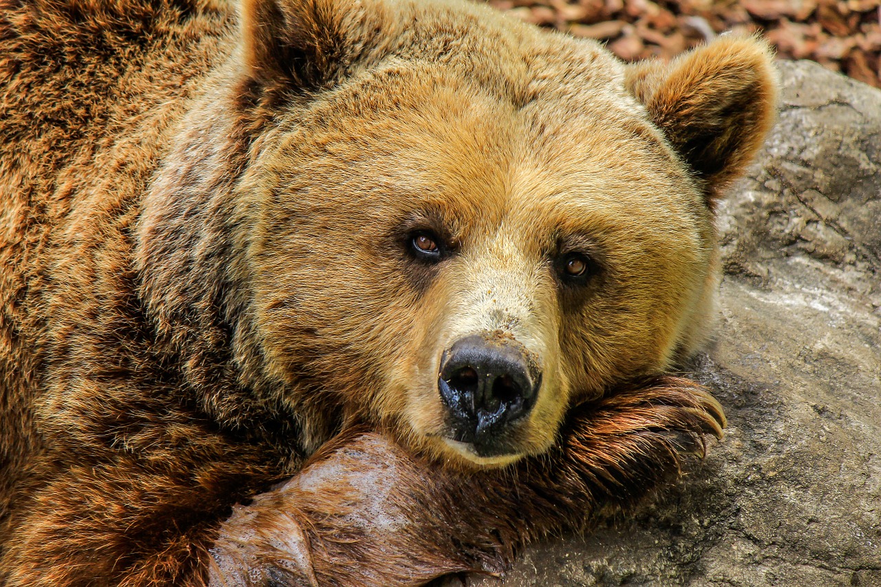 Image - bear animals zoo captivity cute