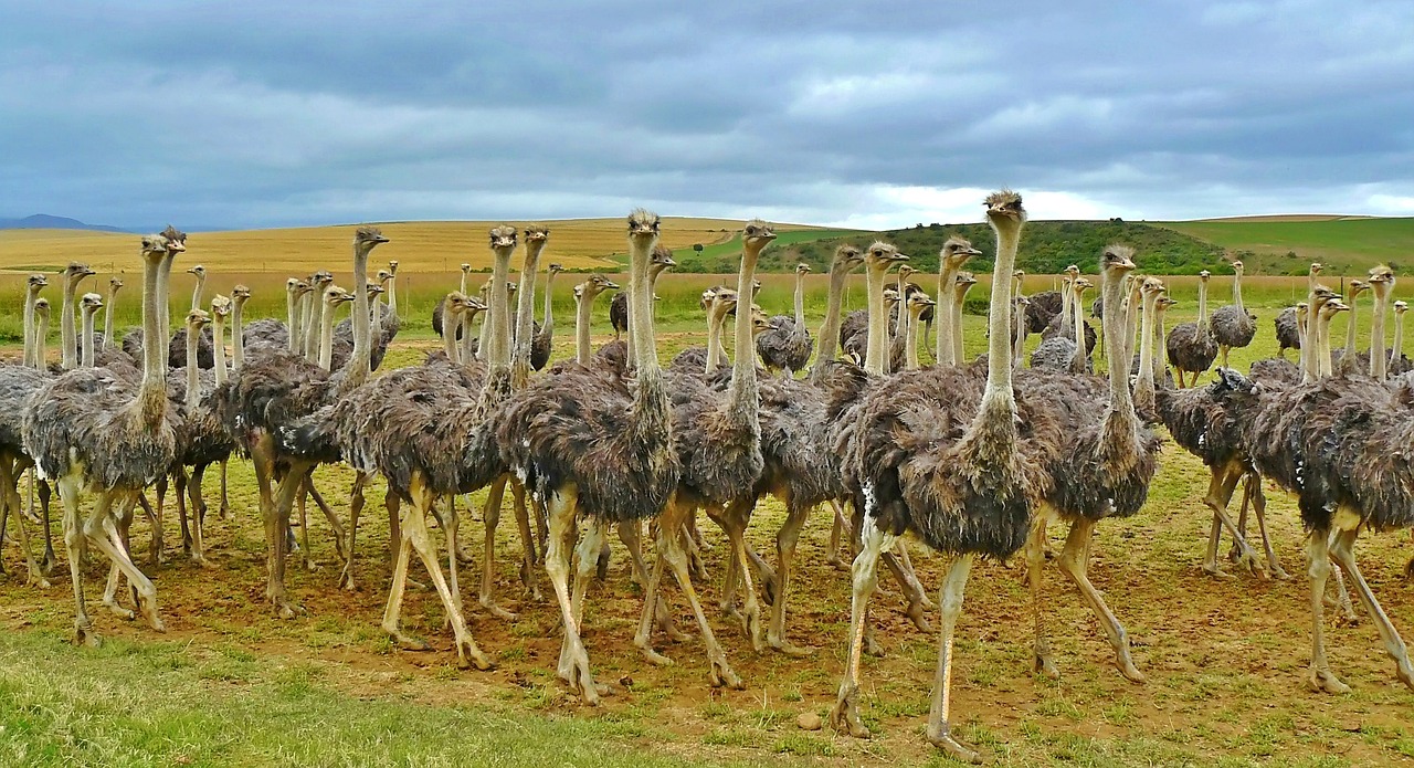 Image - ostriches birds bouquet ostrich