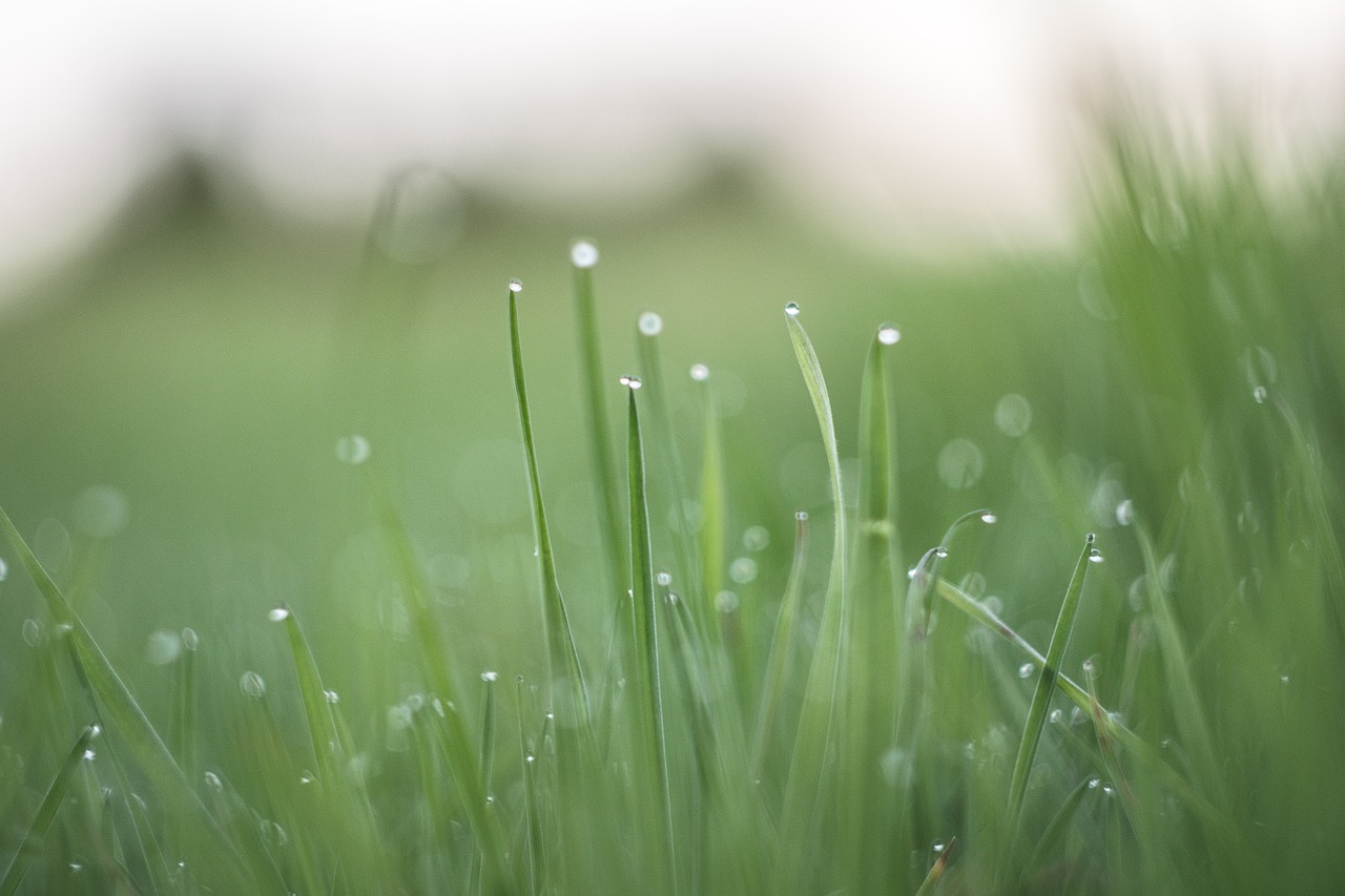 Image - grass drops blades field meadow