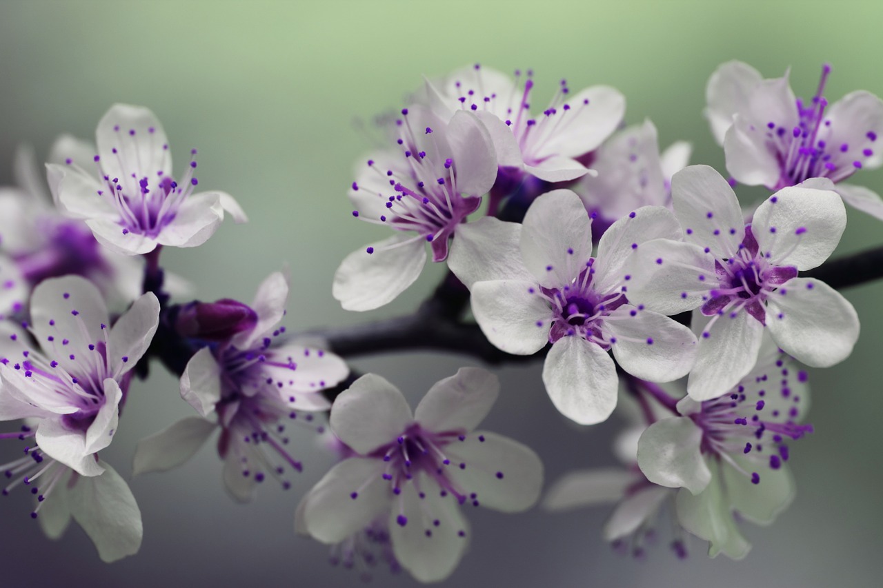 Image - blossom petals spring nature