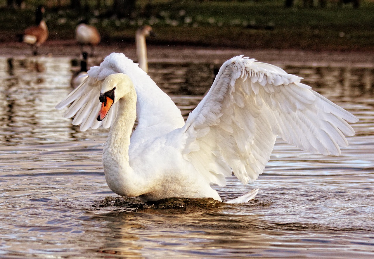 Image - swan bird nature animal white