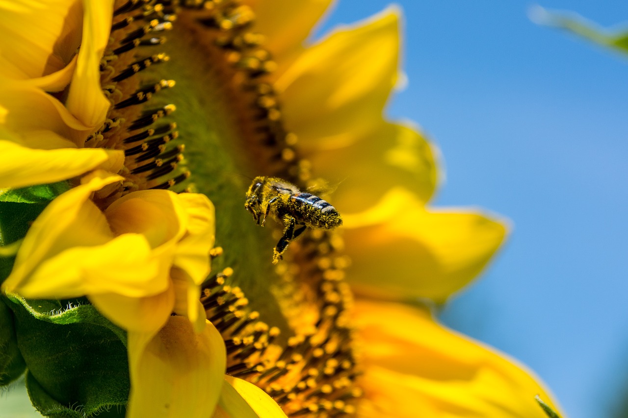 Image - bee sun flower yellow busy bee