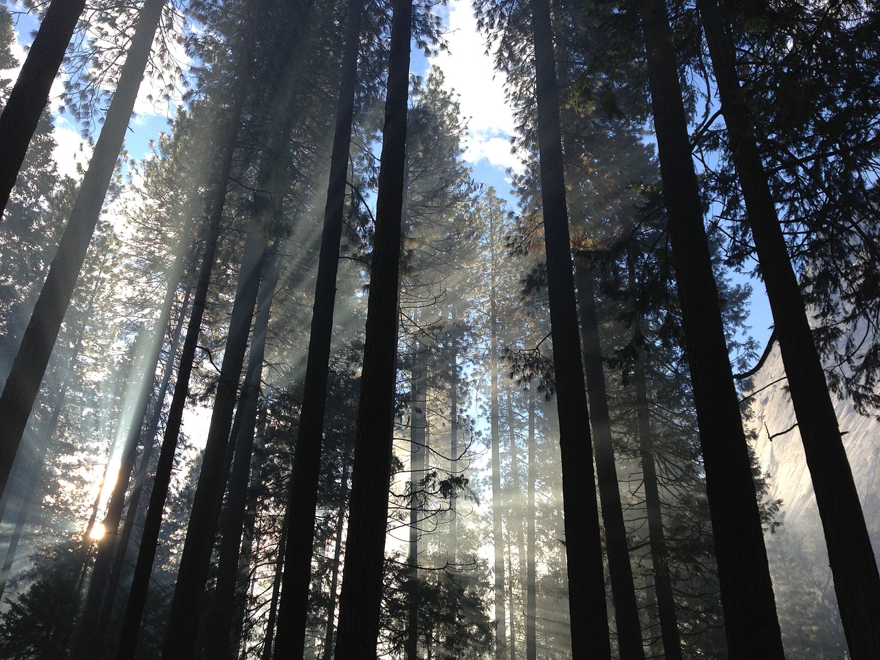 Image - natural light nature woods forest