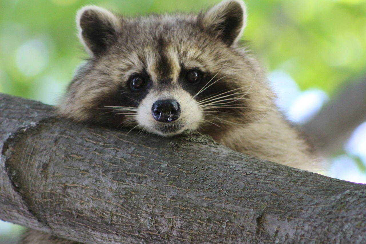Image - raccoon cute animal wildlife
