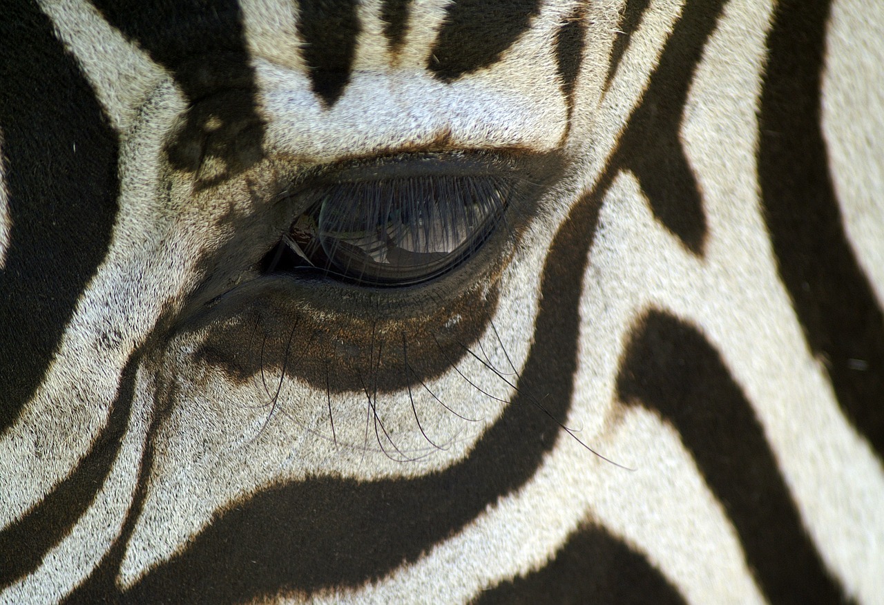 Image - zebra macro black and white