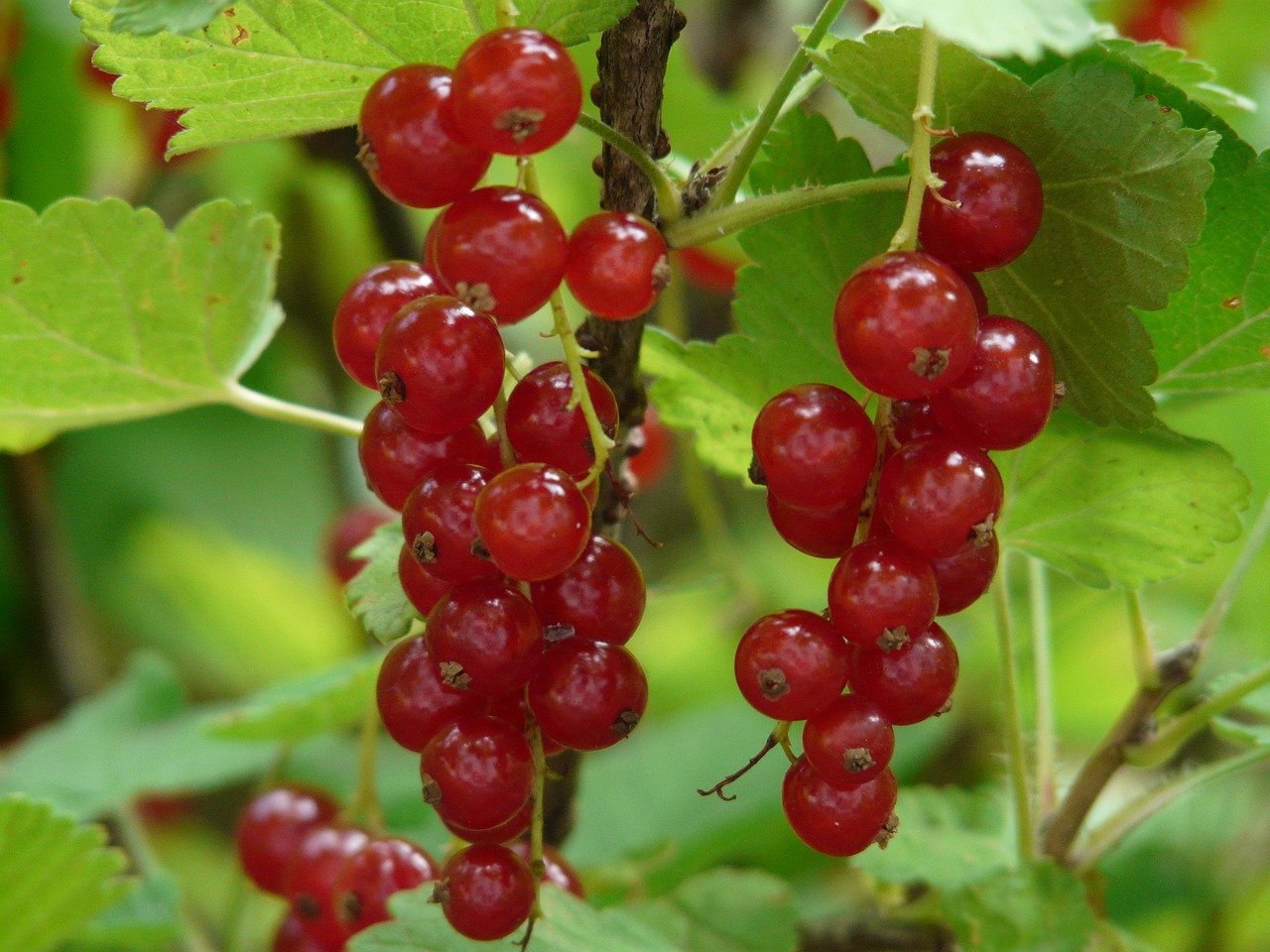 Image - red currant currants