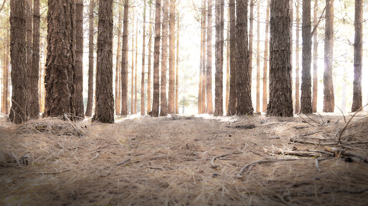 Image - woods light path forest landscape