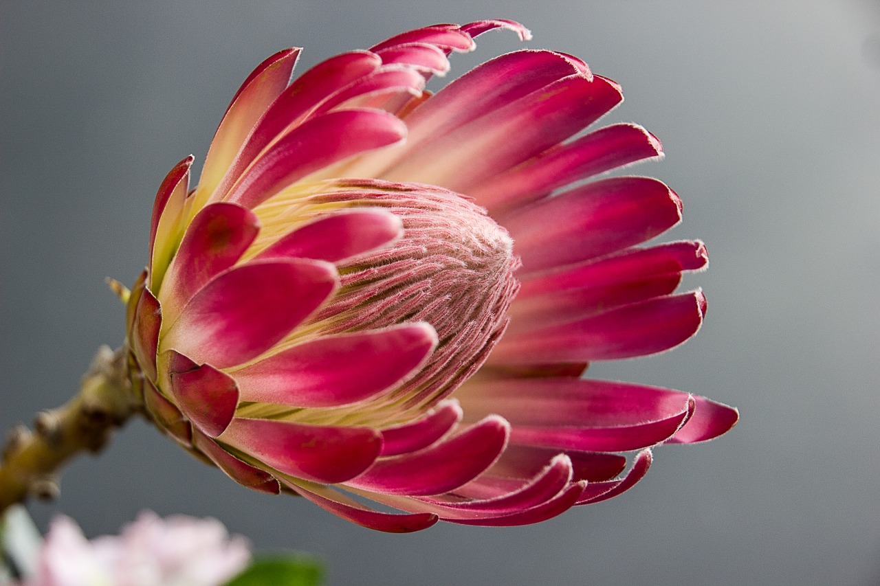 Image - protea bloom flower color red