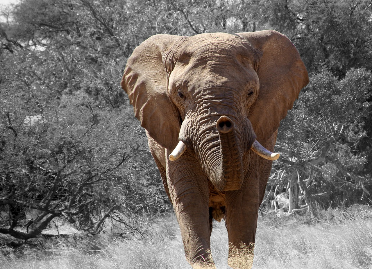 Image - elephant namibia africa