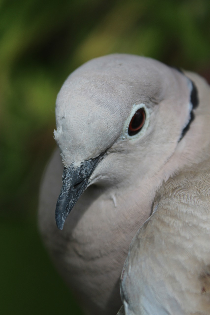 Image - dove bird animal wing standing