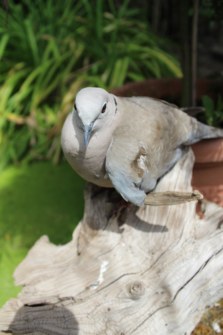 Image - dove bird animal wing standing