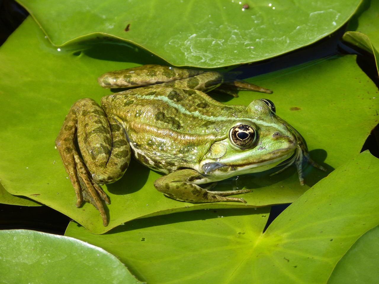 Image - frog green water lily leaf