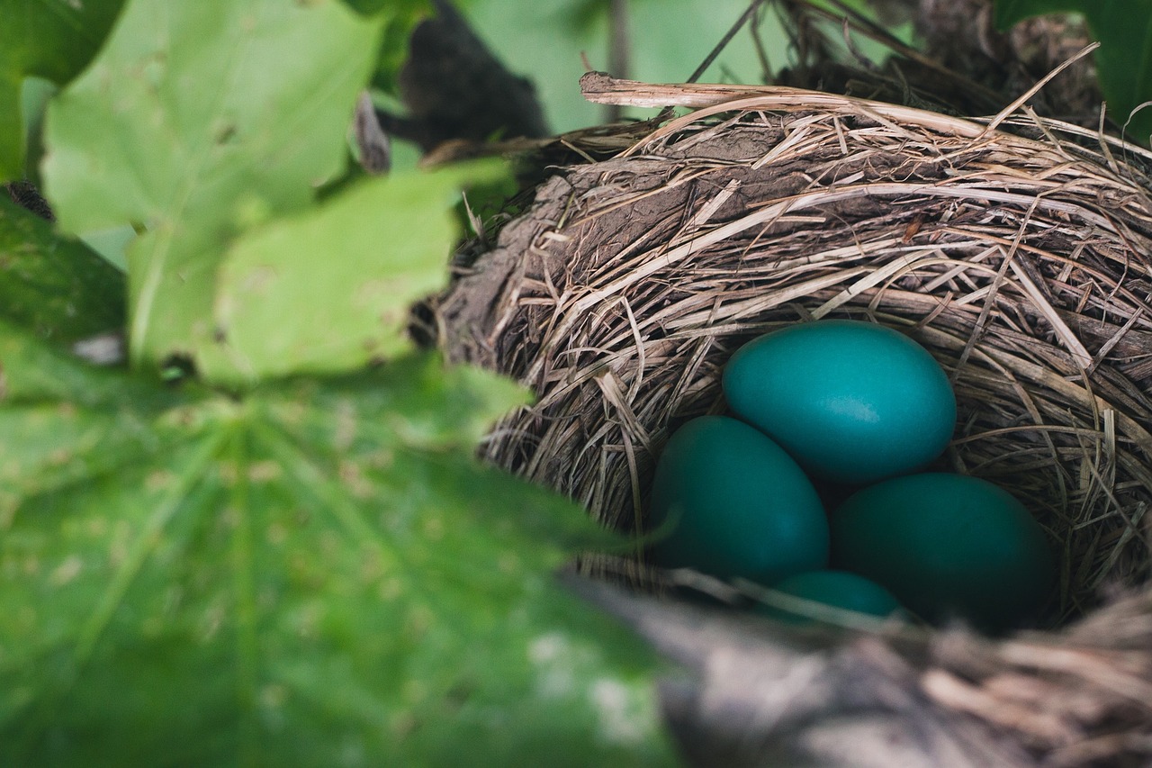 Image - nest eggs nest egg nature birds