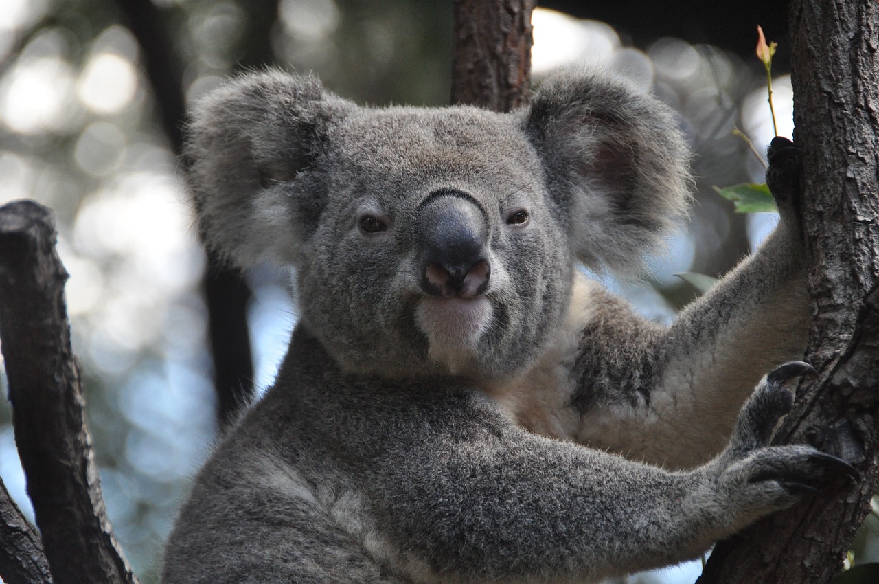 Image - koala australia koala bear purry