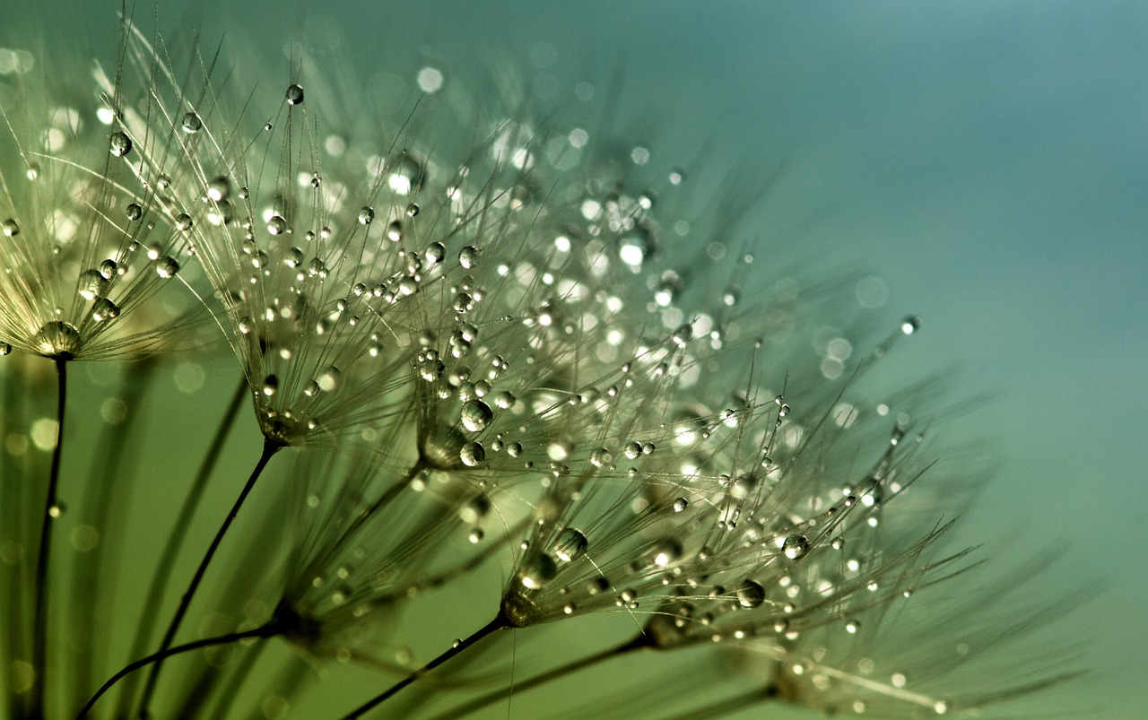 Image - dandelion seeds flower nature