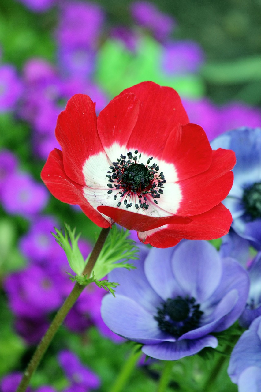 Image - poppy red nature field spring