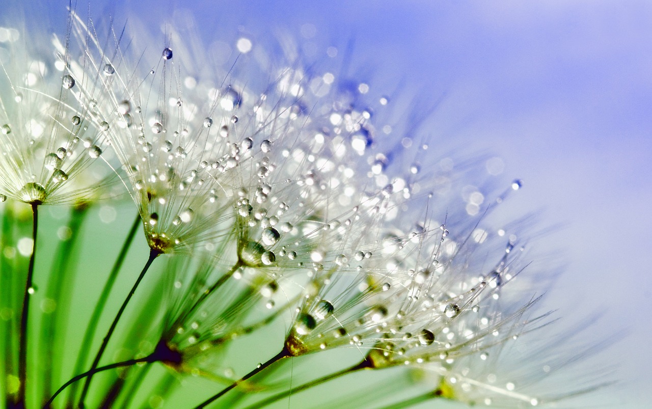 Image - dandelion dew nature flower plant