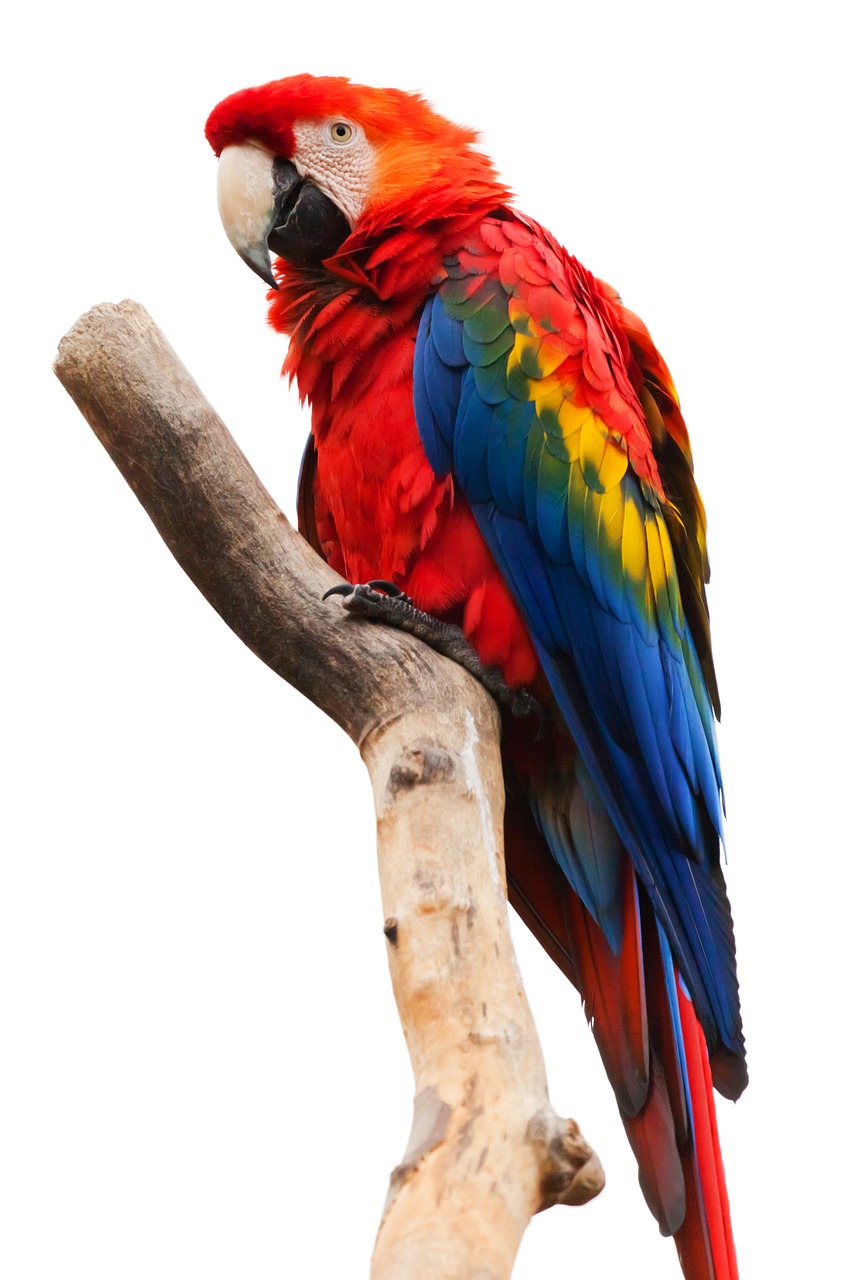 Image - animal ara macao beak bird