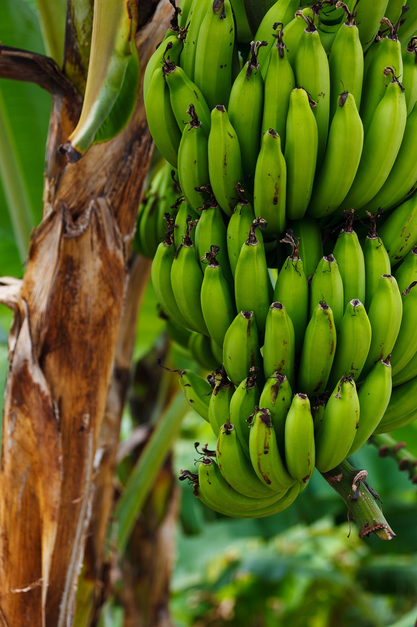 Image - food fruit fresh green nature