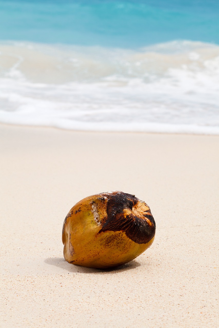 Image - coconut tropical ocean sand sea