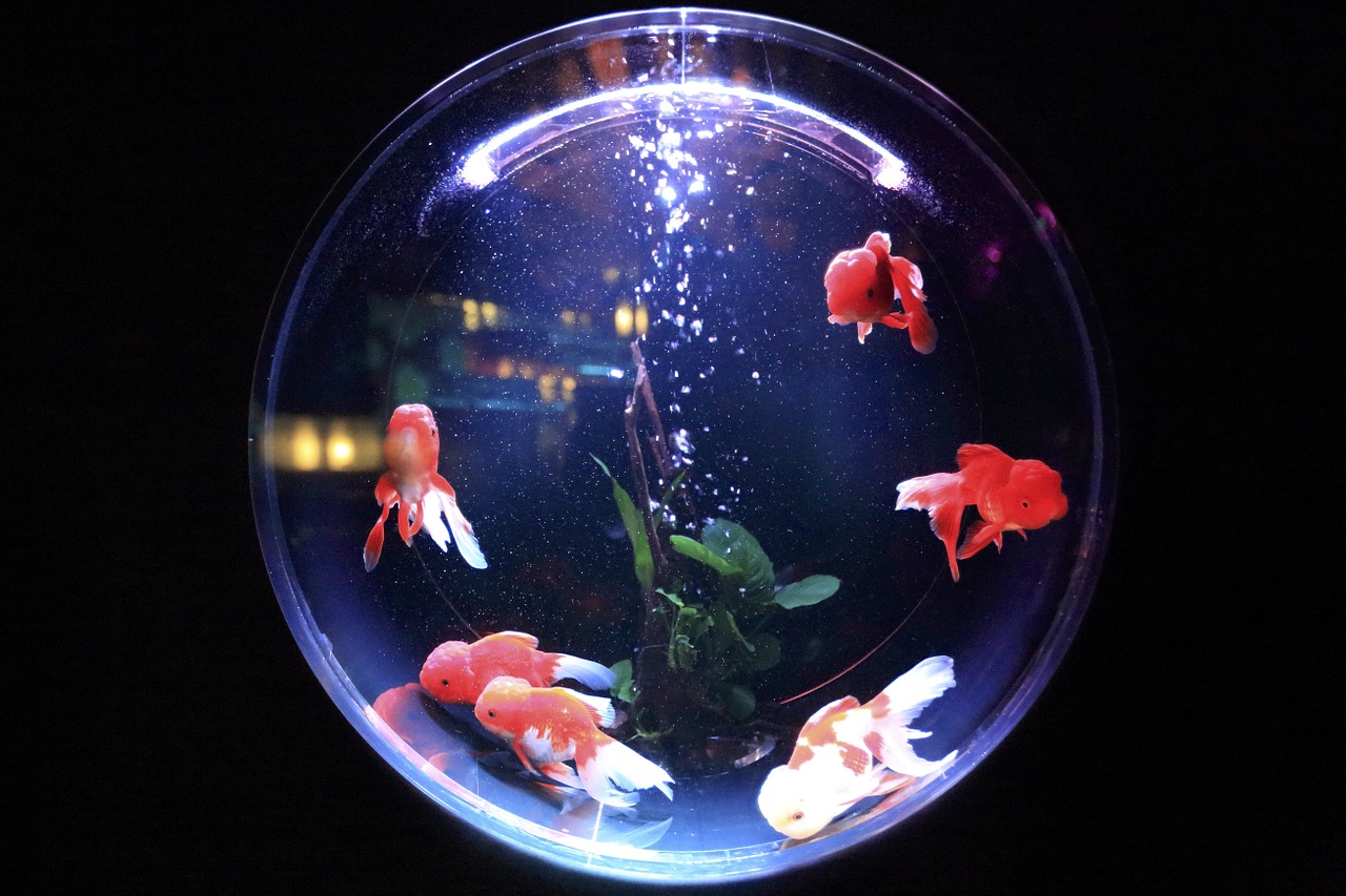 Image - fish bowl fish glass water bowl