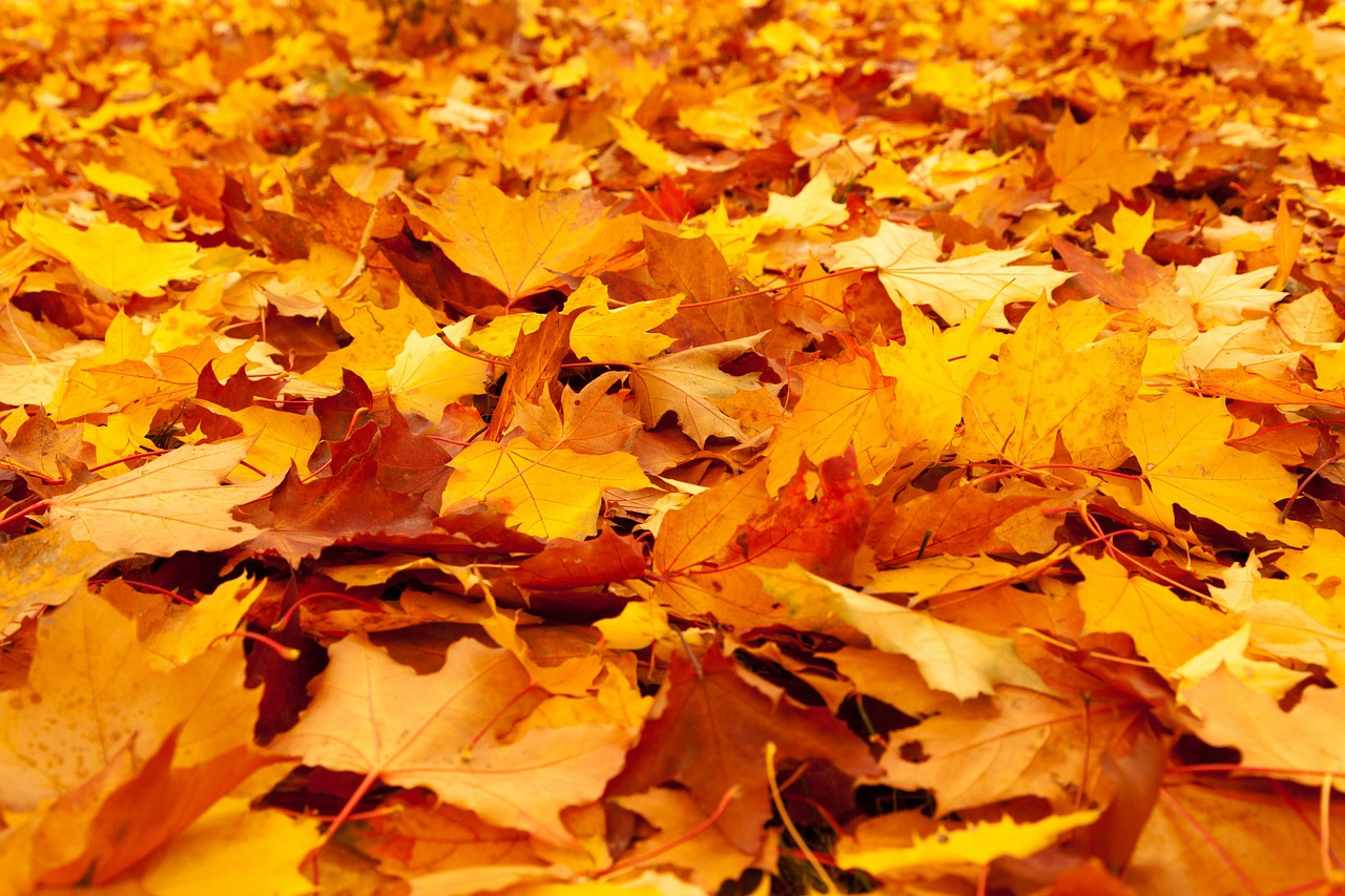 Image - autumn background color fall