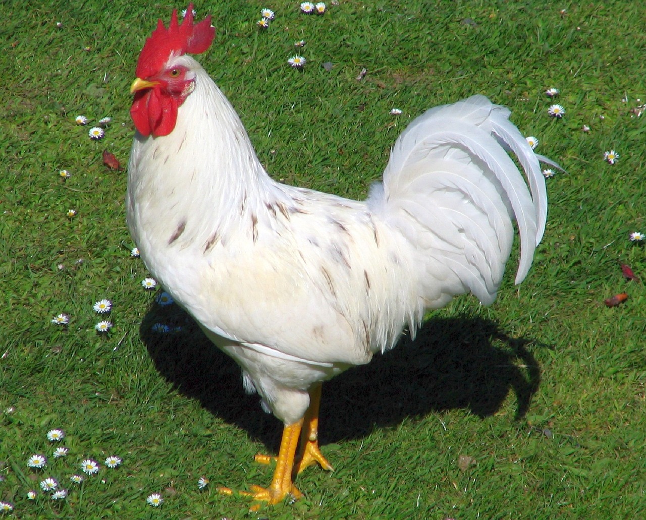 Image - rooster poultry bird chicken