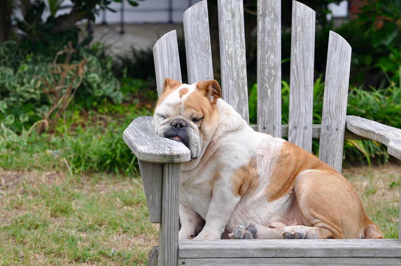 Image - dog sleeping resting rest canine