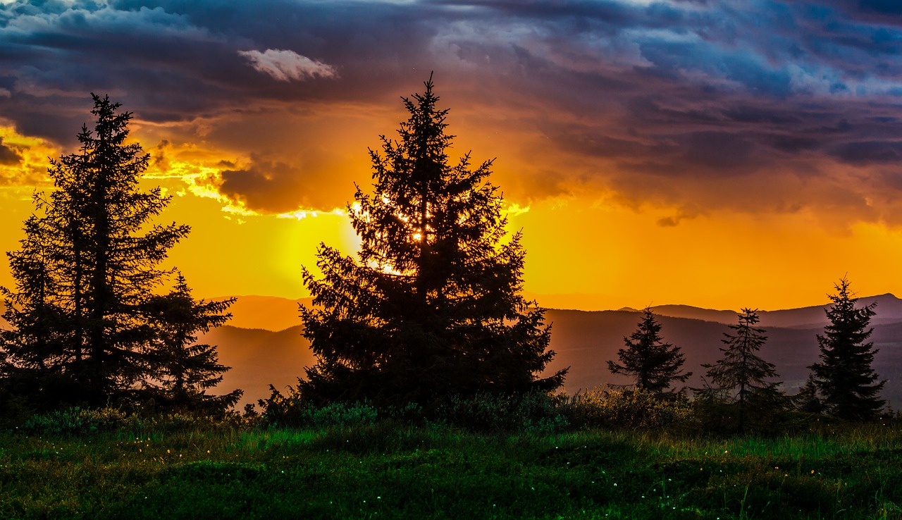 Image - sunset tree nature sun horizon