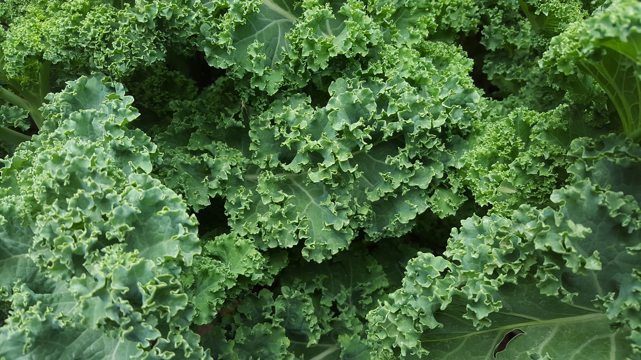 Image - kale lettuce salad organic food