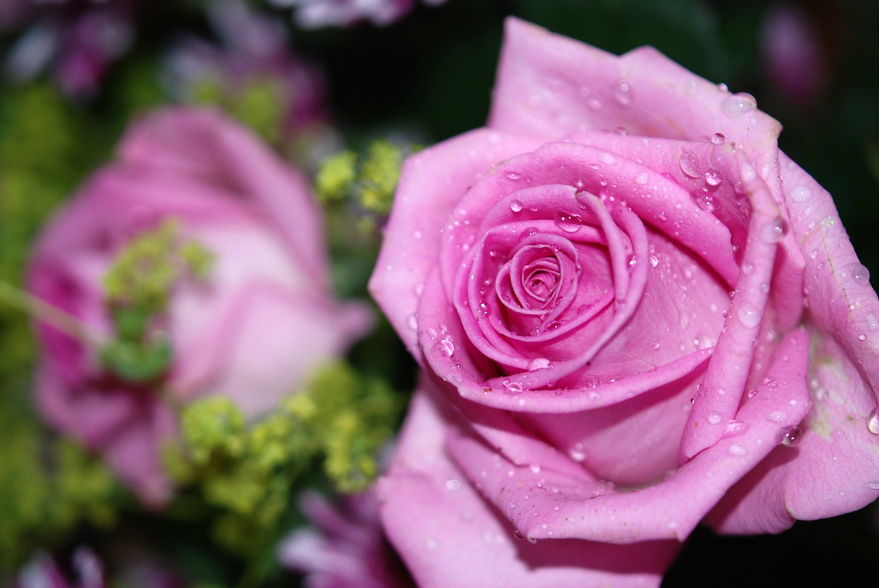 Image - roses flower pink rose drops