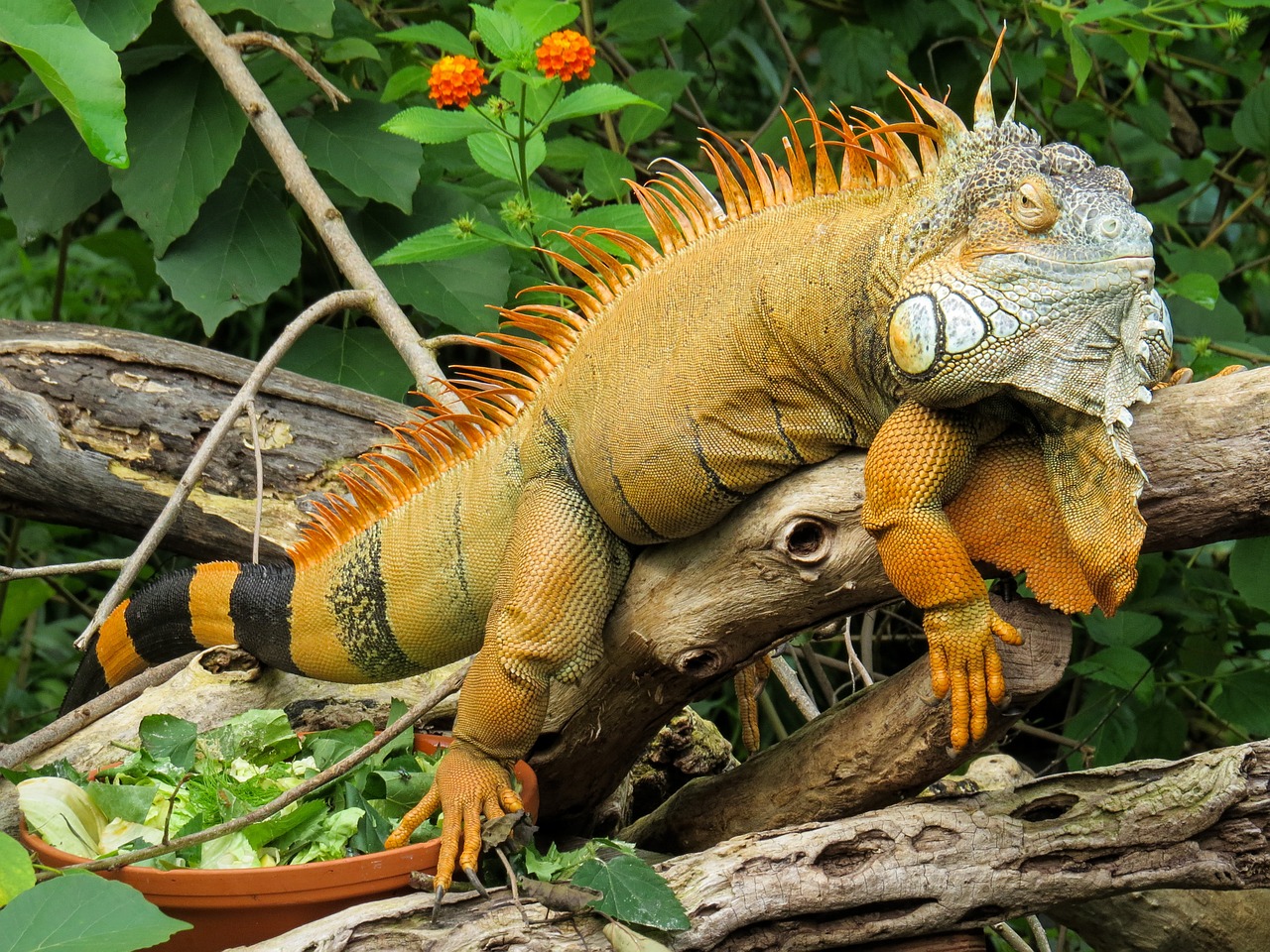 Image - iguana close lizard dragon reptile