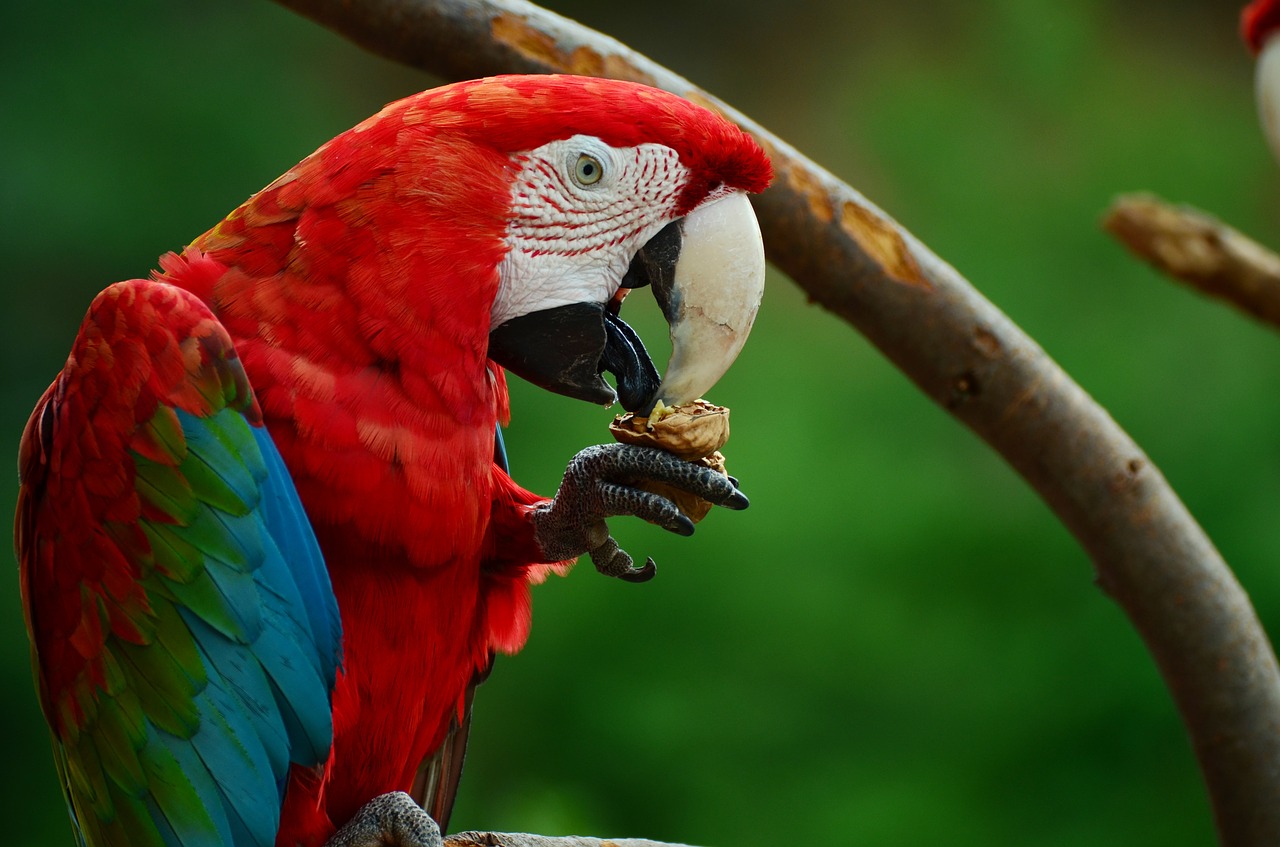 Image - parrot bird colorful ara plumage