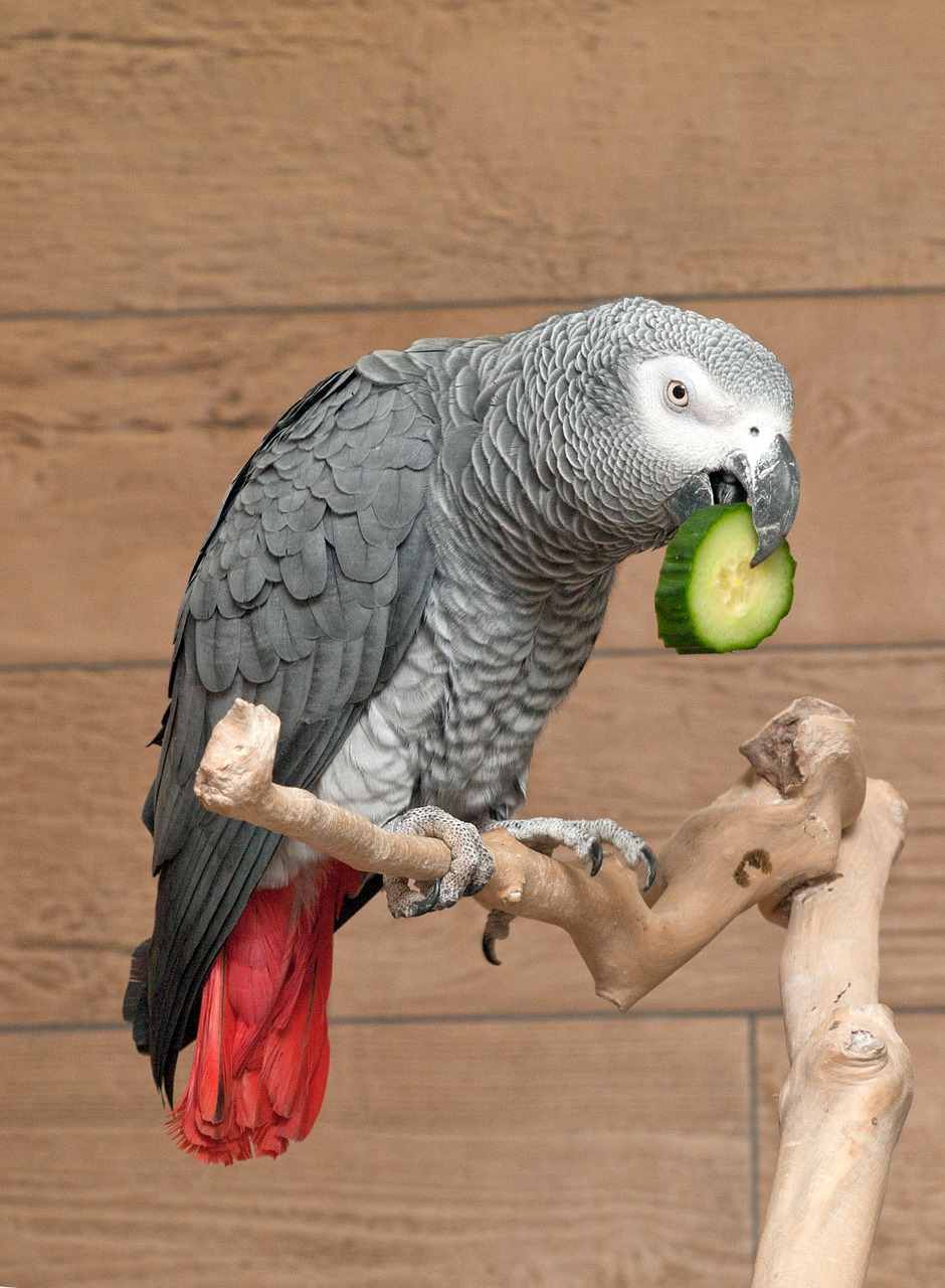 Image - parrot african grey bird cucumber