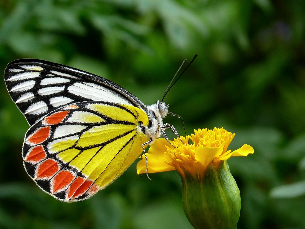 Image - butterfly common jezebel plant