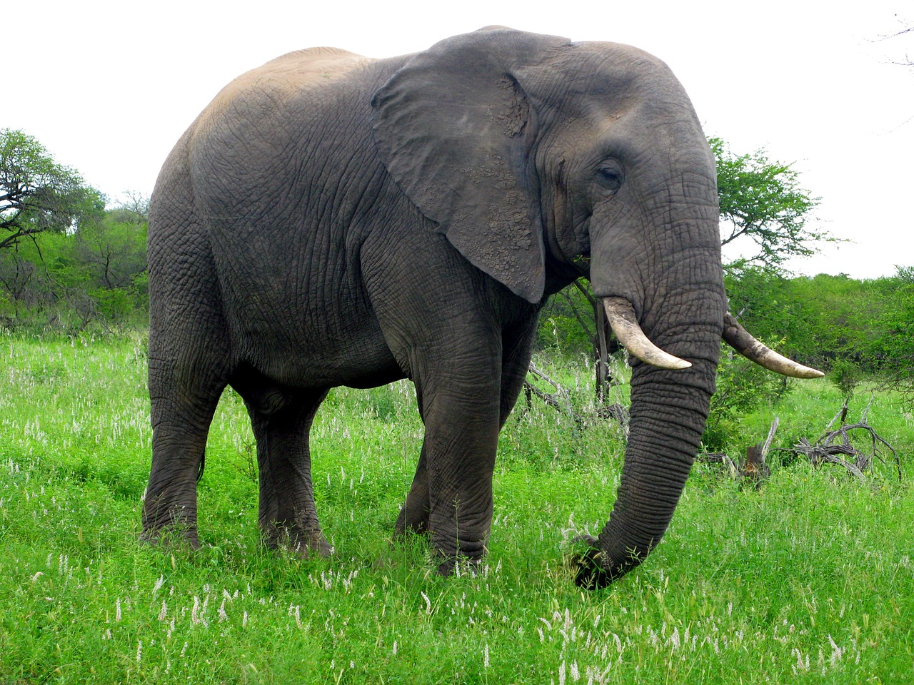 Image - elephant africa animal safari