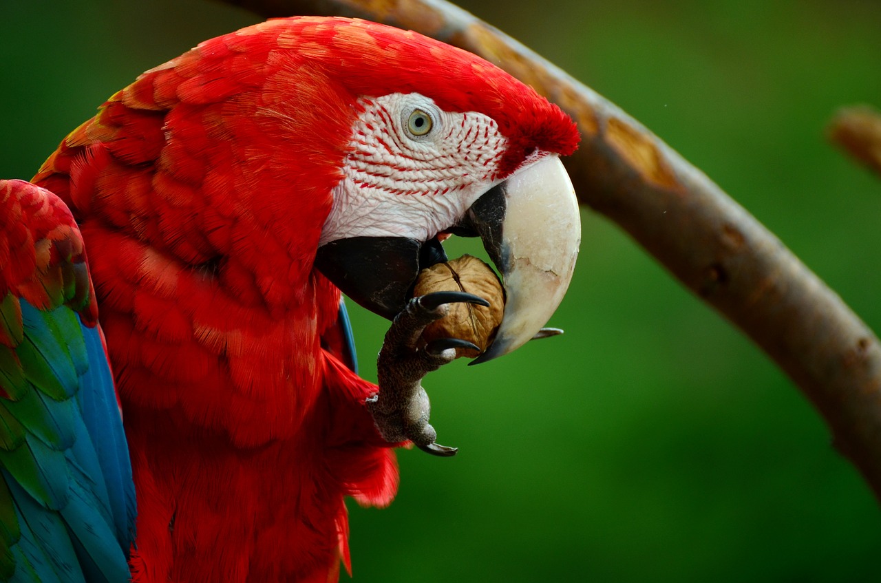 Image - ara parrot scarlet macaw bird