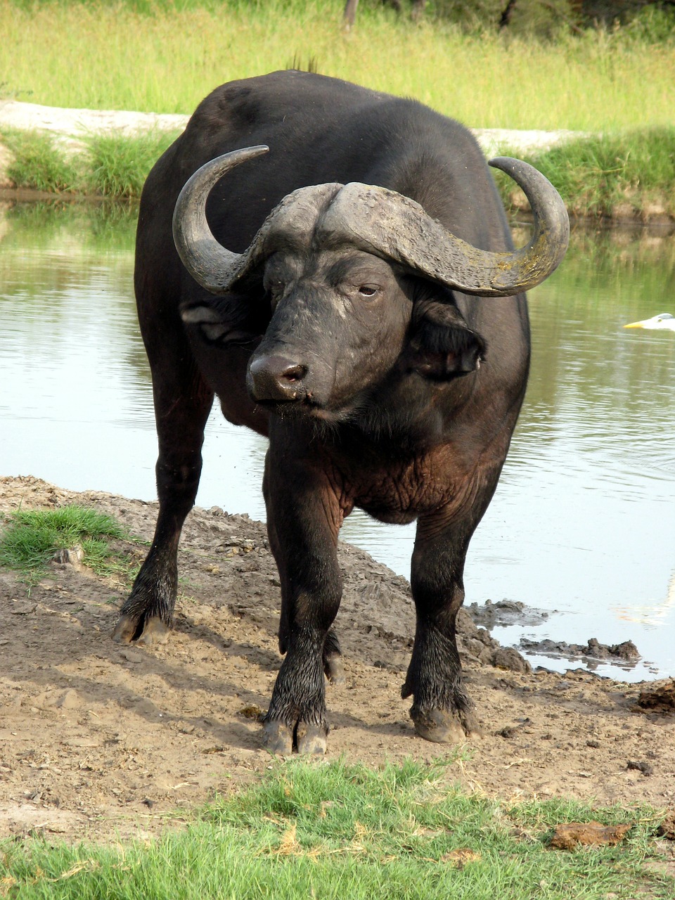 Image - water buffalo africa animal buffalo