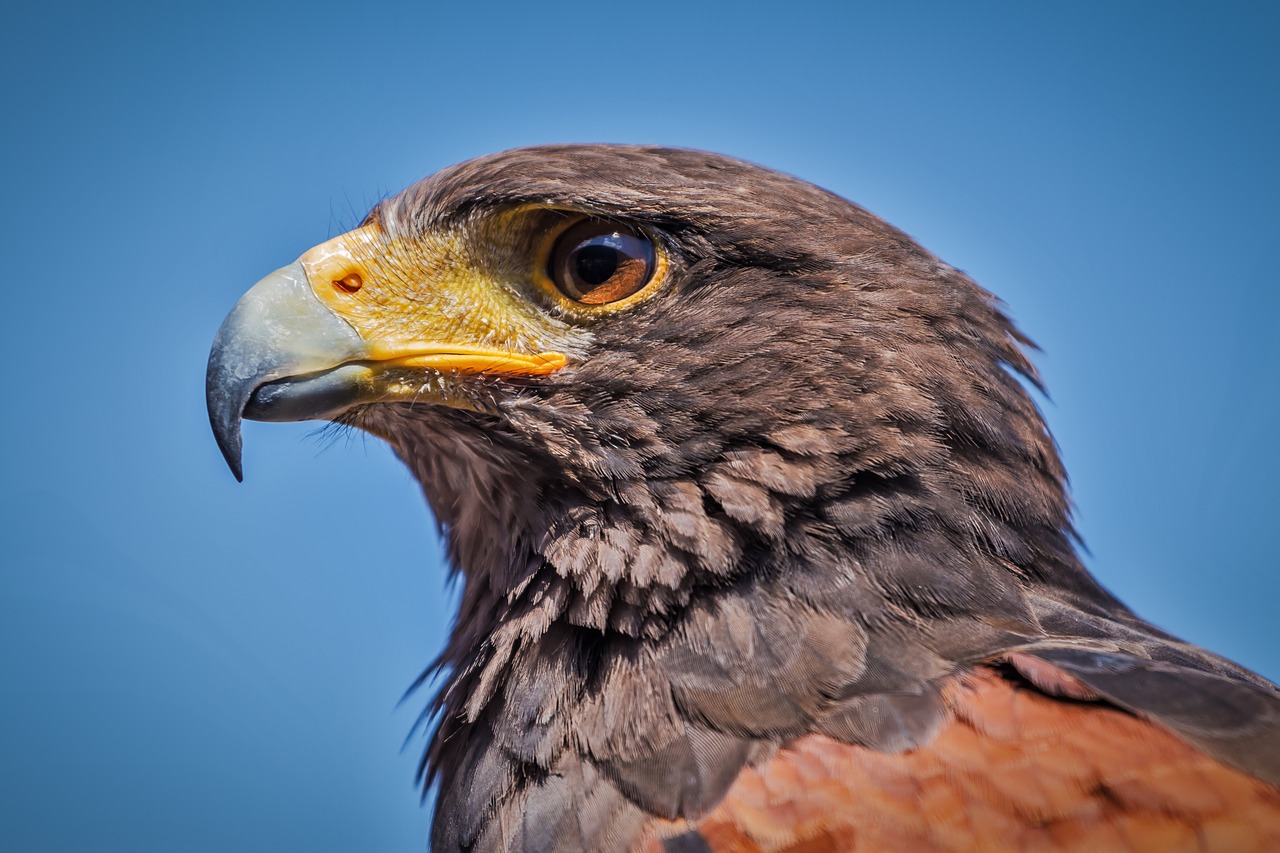 Image - harris hawk parabuteo unicinctus