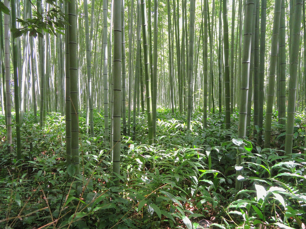 Image - kyoto japan bamboo bamboo forest