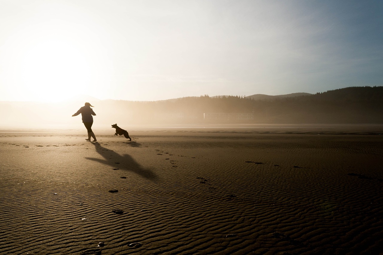 Image - beach dog chase play fun happy