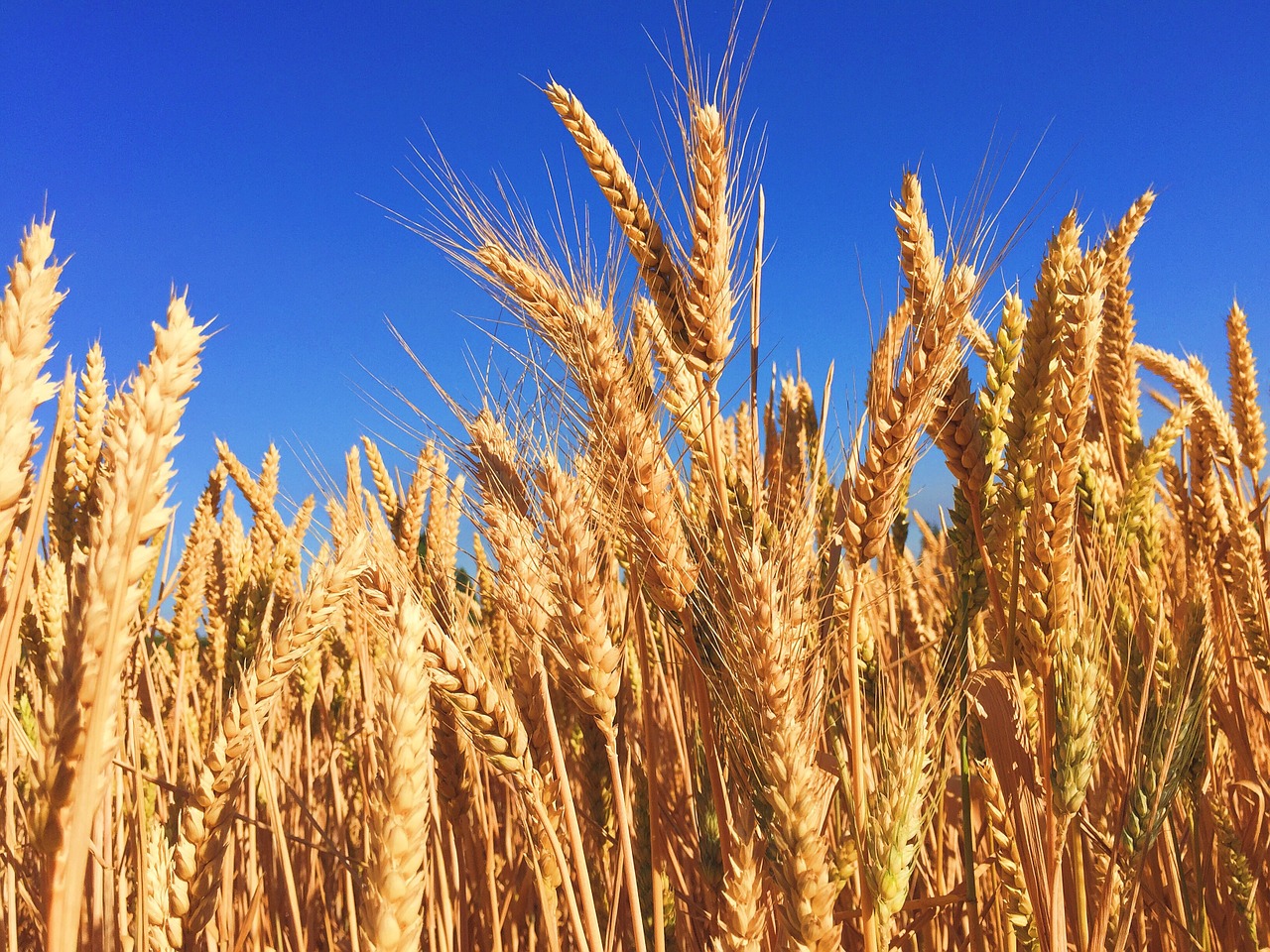 Image - wheat grass barley autumn harvest