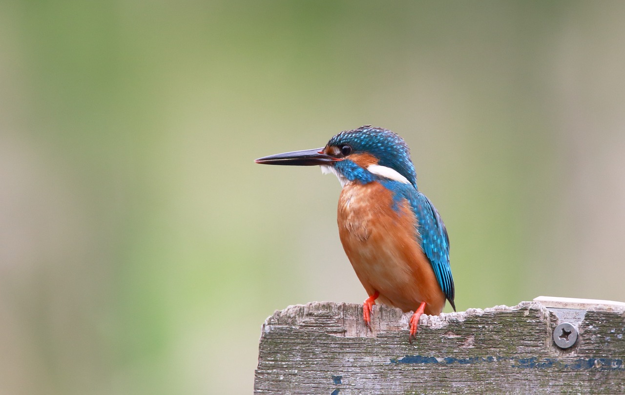 Image - kingfisher bird aviary color nature