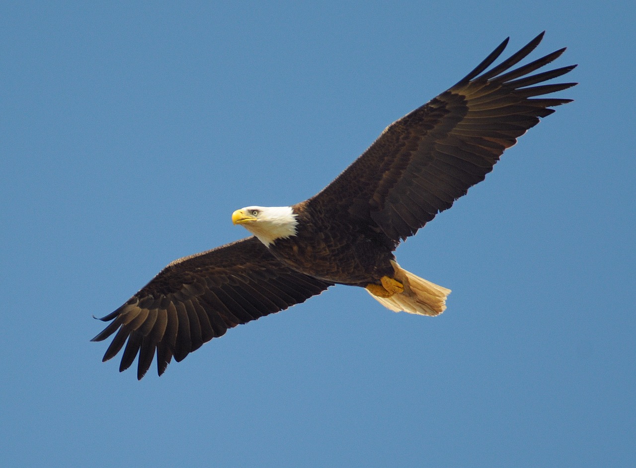 Image - eagle fly bird symbol american