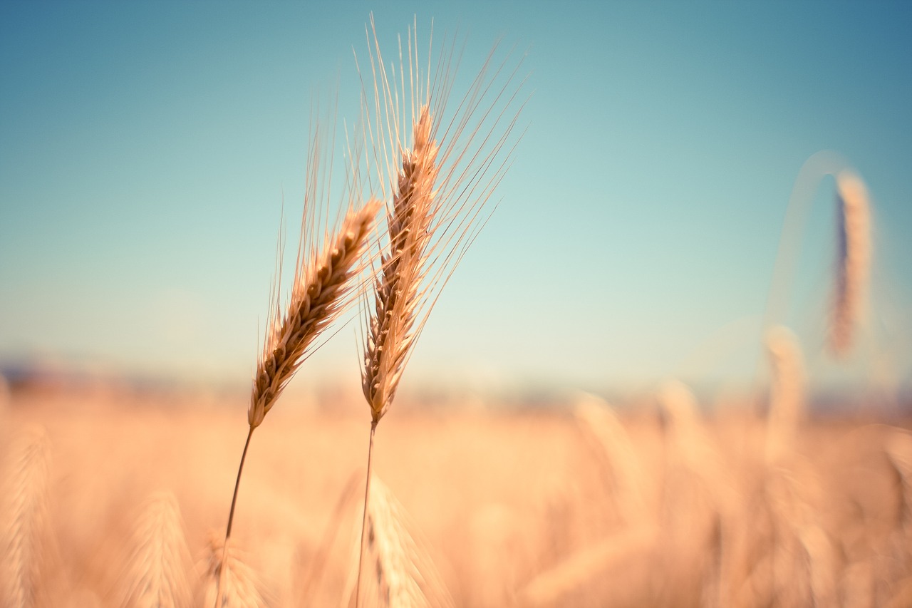 Image - wheat ear dry harvest autumn